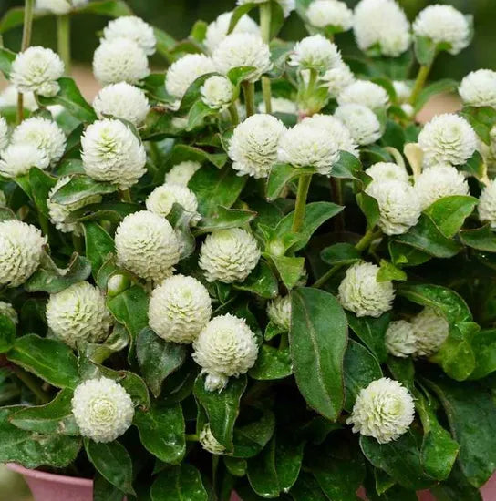 White Annual Herb Flower Gomphrena Globosa heirloom non-gmo organic garden seeds