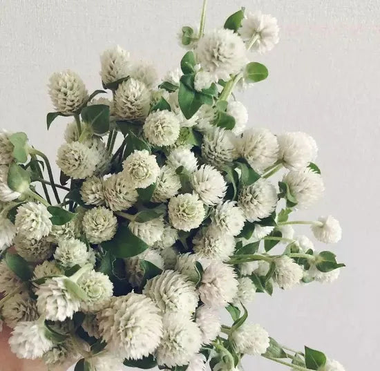 White Annual Herb Flower Gomphrena Globosa – Heirloom, Non-GMO, High Germination Organic Garden Seeds