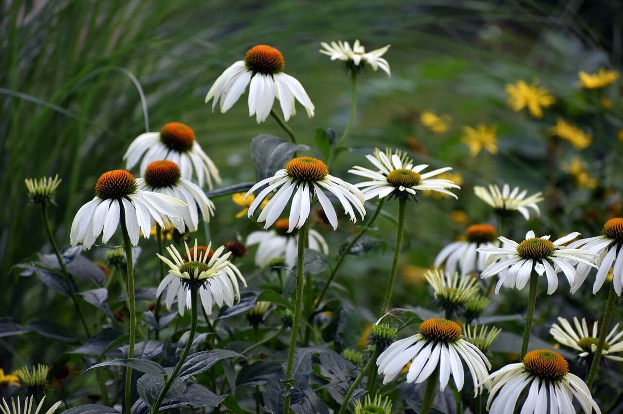 Coneflower Seeds - White Swan