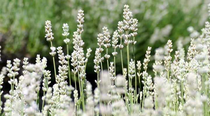 Heirloom Non-GMO White Lavender Seeds – Elegant Blooms for Serene Gardens
