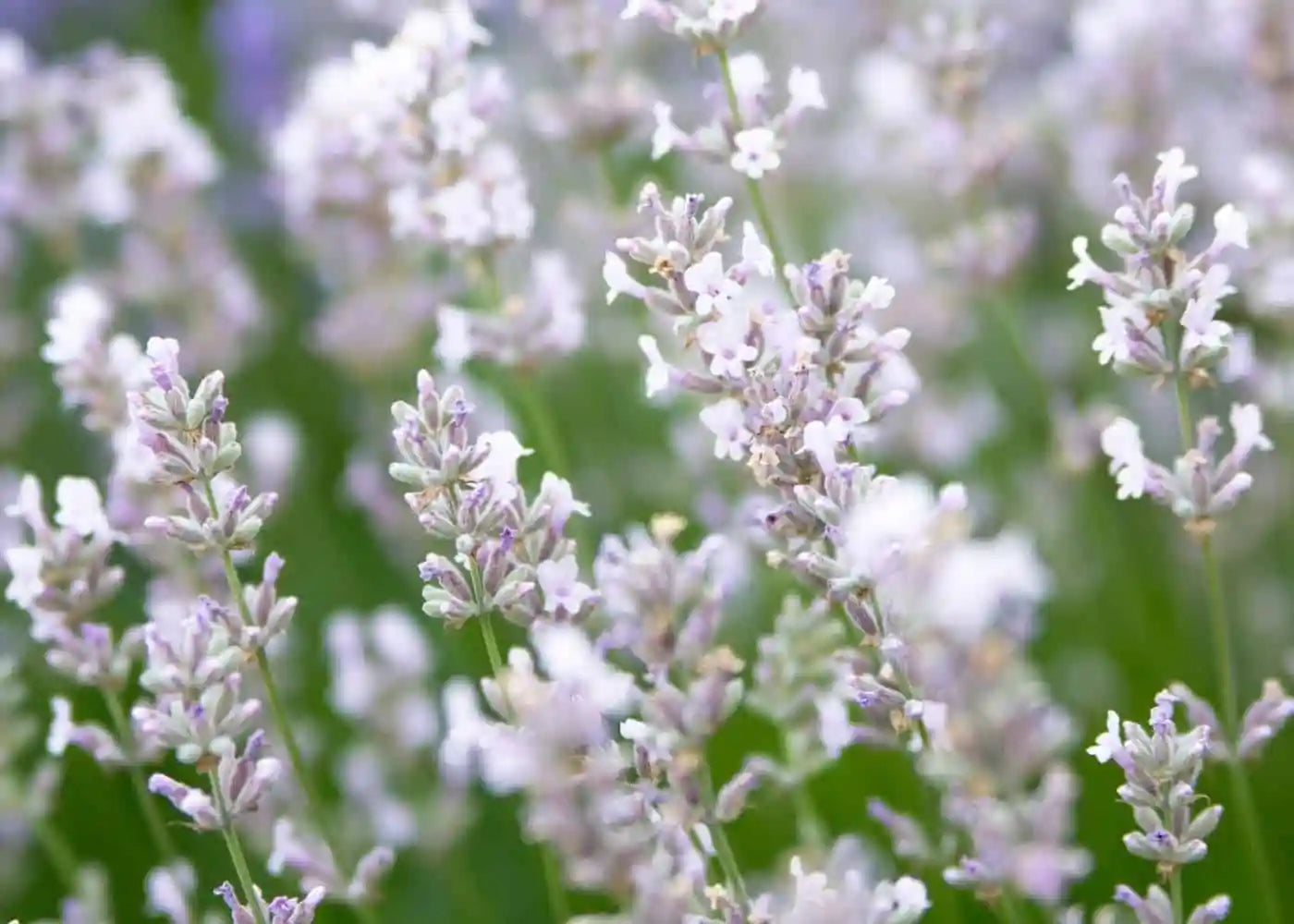 White Lavender Seeds – Elegant & Soothing Fragrance-Heirloom & Non-GMO Seeds for planting – Fresh Herb for Your Garden