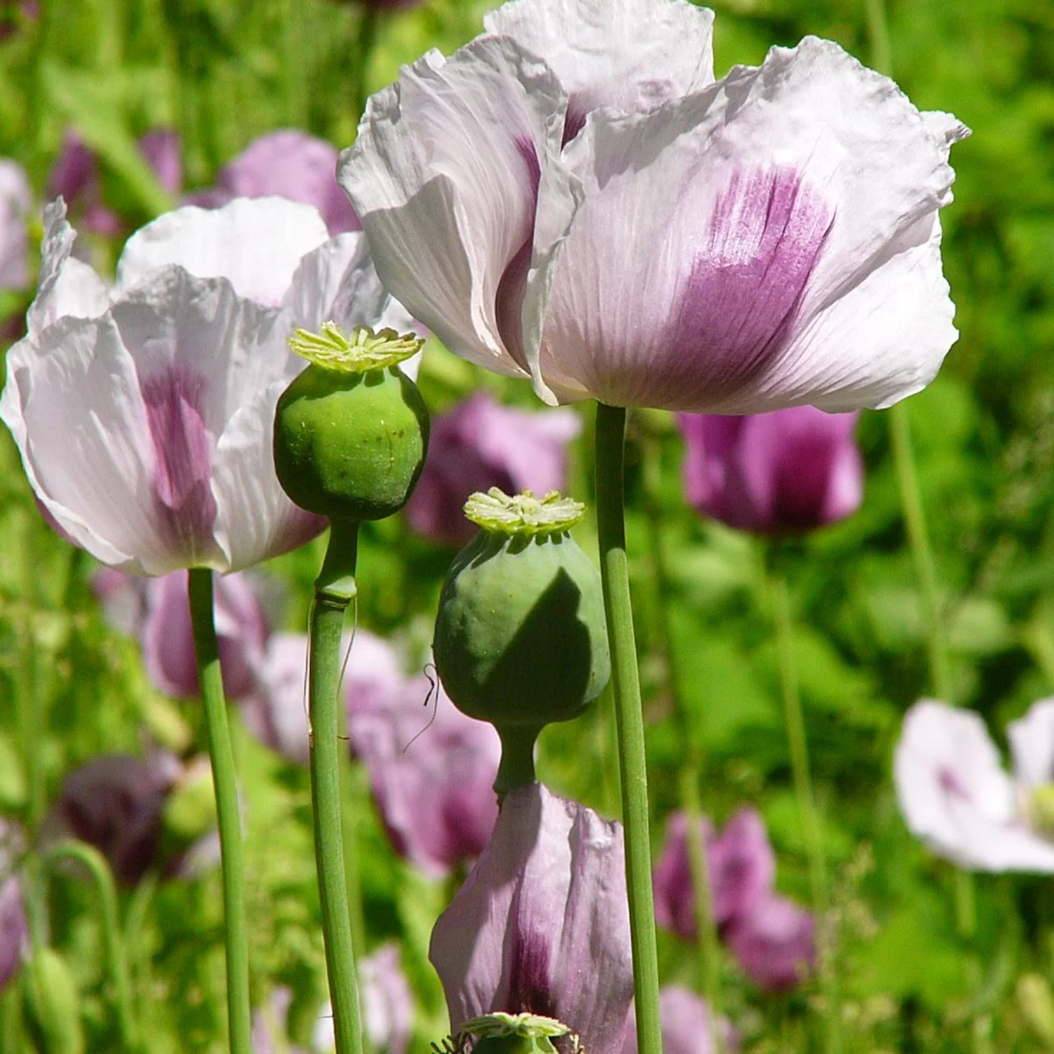 Tasmanian Poppy Seeds Import Papever Somniferum for Planting – Heirloom, Non-GMO, High Germination Organic Garden Seeds
