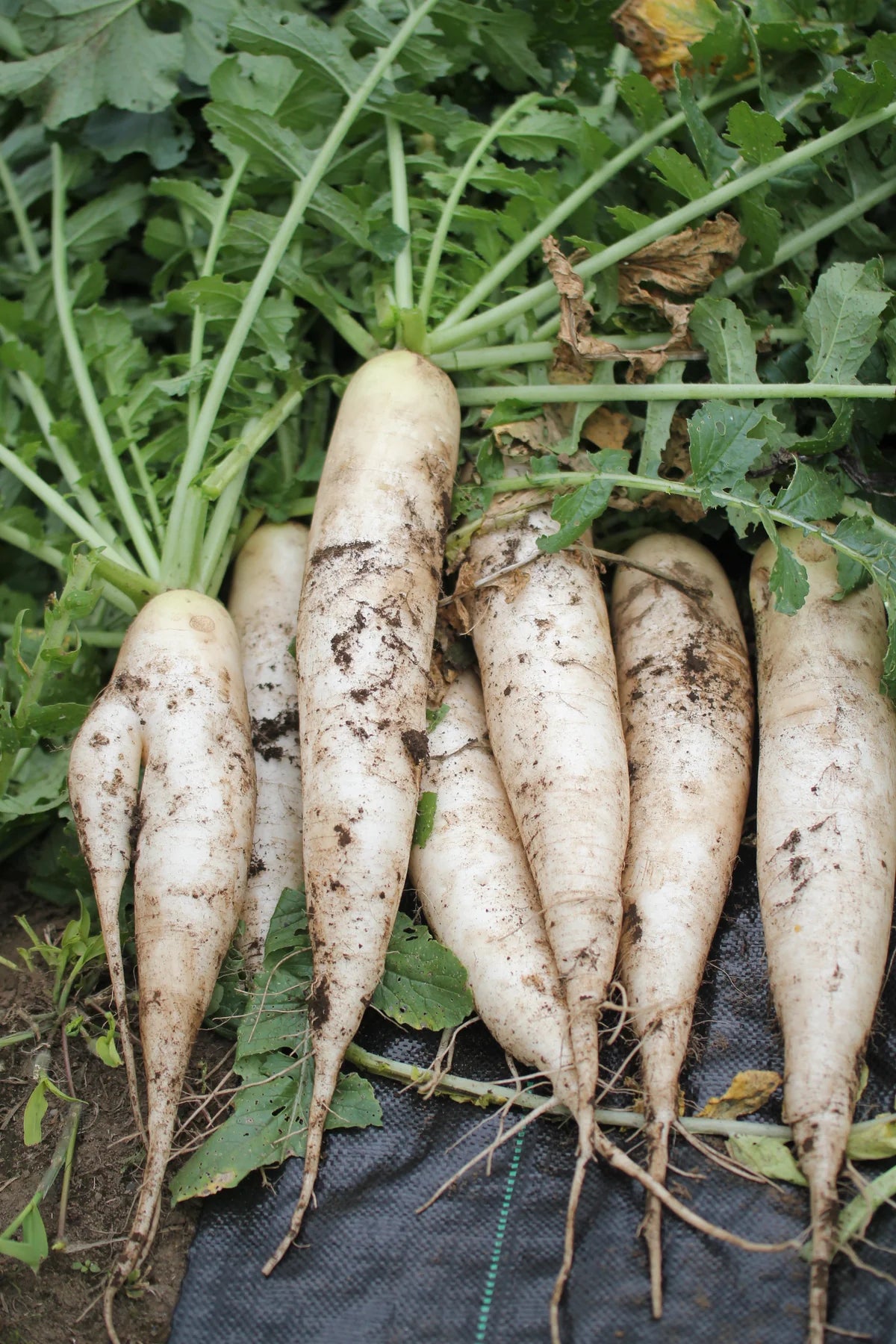 Radish Green Meat Vegetable Seeds for Planting