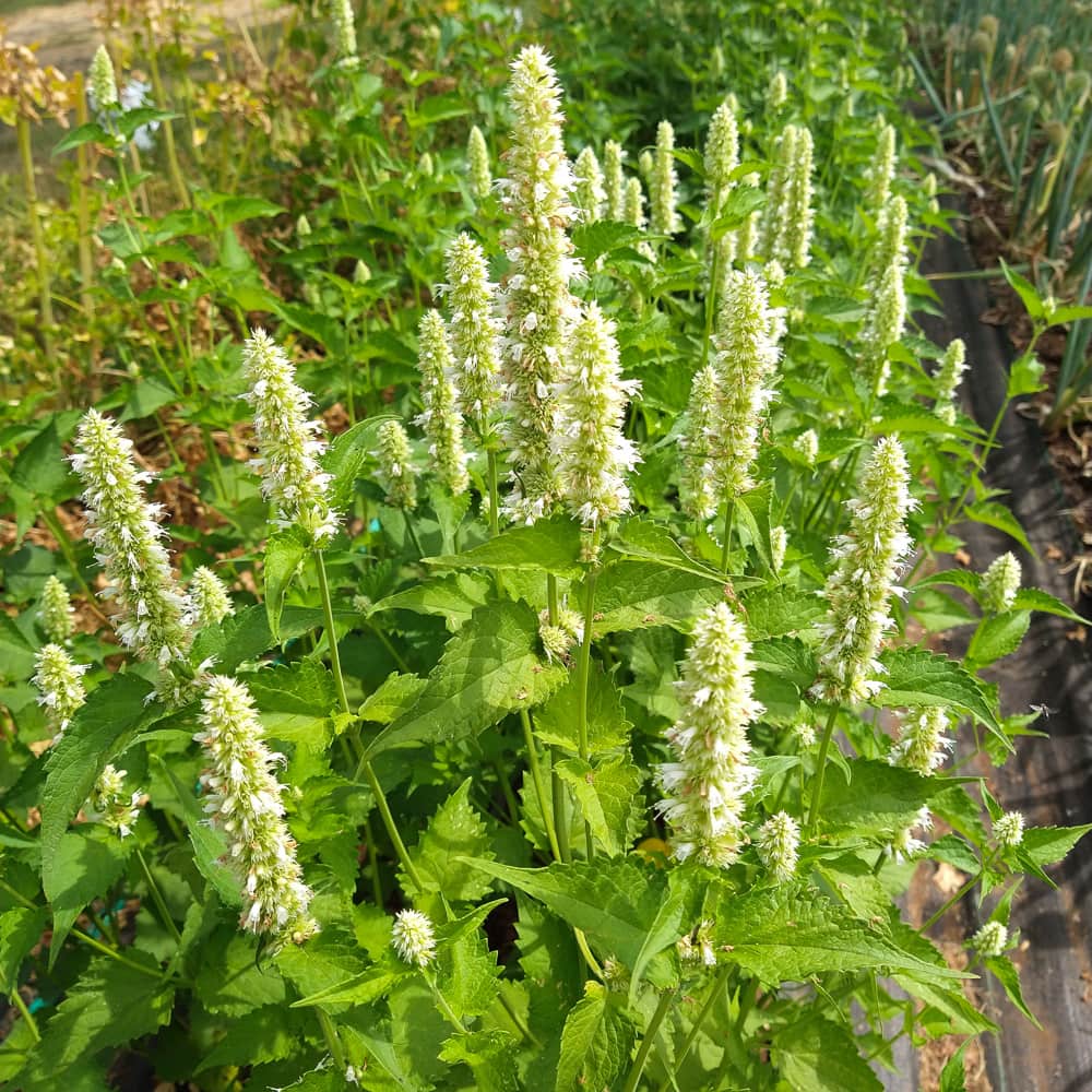 Perennial flower seeds border with Giant White Hyssop