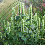 Mature Giant White Hyssop plant in full summer bloom, 4 feet tall