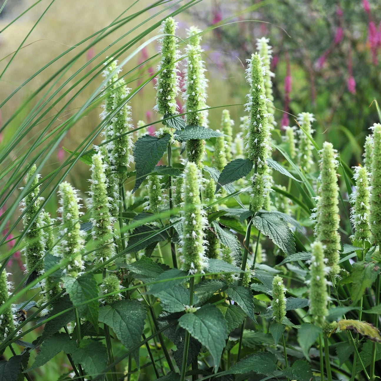 Mature Giant White Hyssop plant in full summer bloom, 4 feet tall