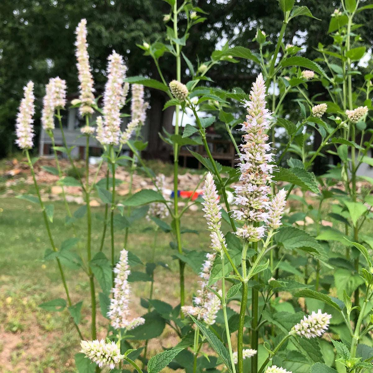 White Hyssop leaves with anise scent used for herbal tea