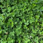 Trifolium Repens as a durable, low-maintenance edible landscaping ground cover