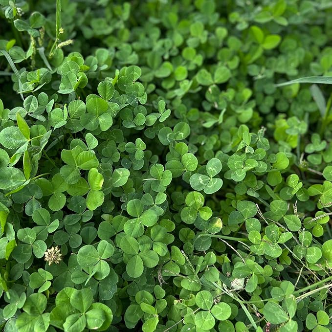 Trifolium Repens as a durable, low-maintenance edible landscaping ground cover