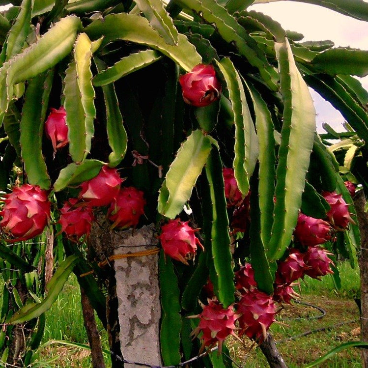 Mature Dragon Fruit Plant (Pitaya climbing cactus) growing on a trellis, showing the vining habit. Best for tropical garden zones 9-11.