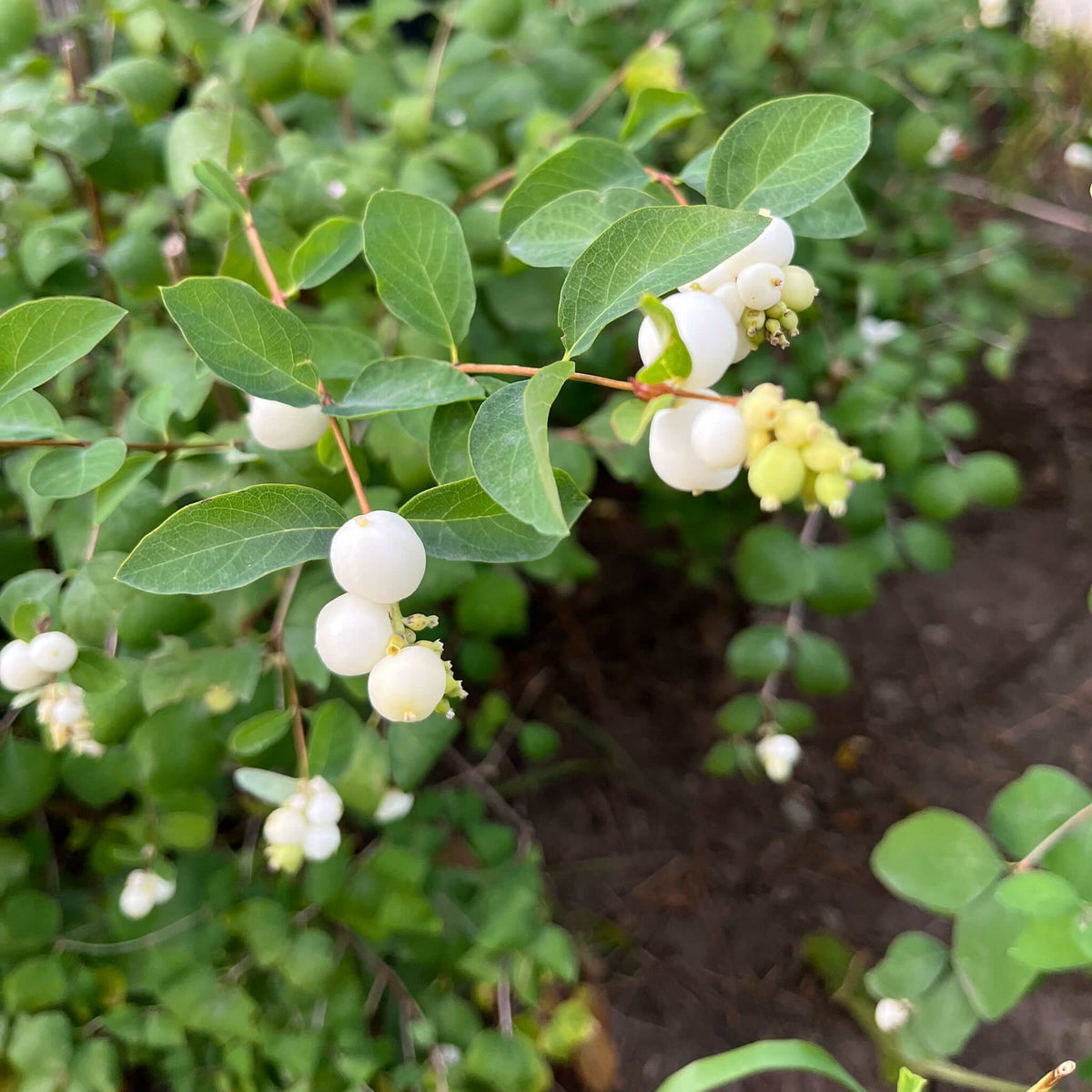Close up of the small, white ornamental berries of the Creeping Snowberry shrub seeds
