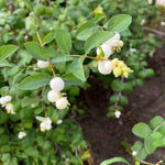 Close up of the small, white ornamental berries of the Creeping Snowberry shrub seeds