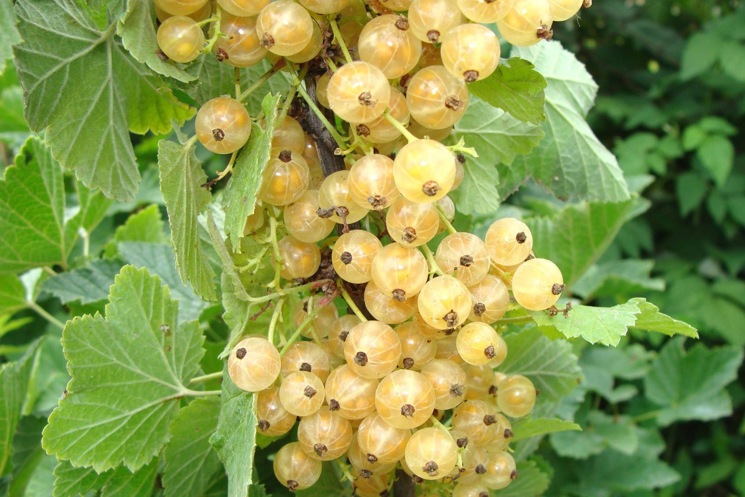 White Currant (Ribes rubrum) / Common Name: White Currant