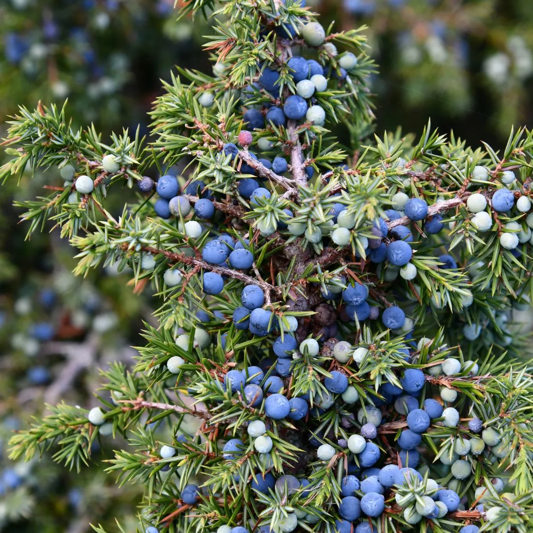 Black Juniper Berries Fruit Seeds  Start Your Own Juniper Tree