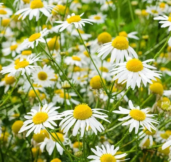 Wide Adaptability Chamomile Noble For Sowing heirloom non-gmo organic garden seeds