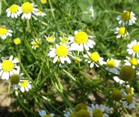 Wide Adaptability Chamomile Noble For Sowing – Heirloom, Non-GMO, High Germination Organic Garden Seeds