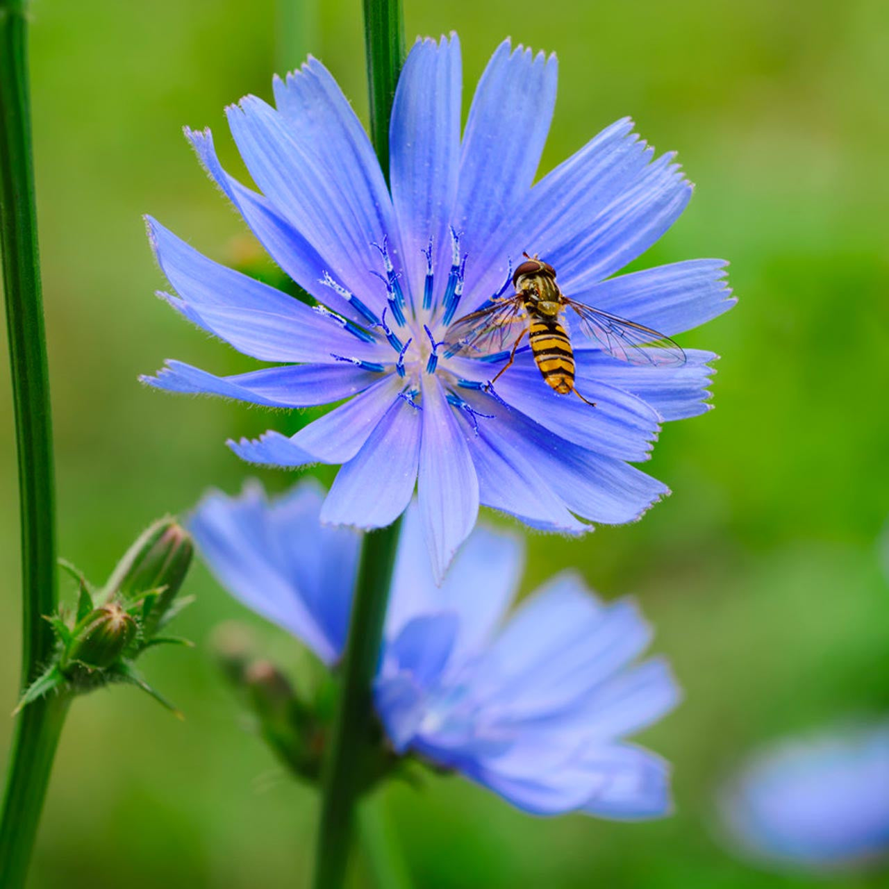 Chicory Seeds