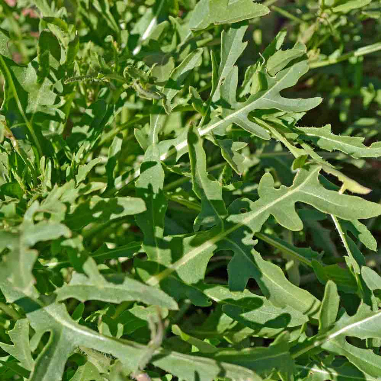 Arugula Standard Salad Arugula Seed