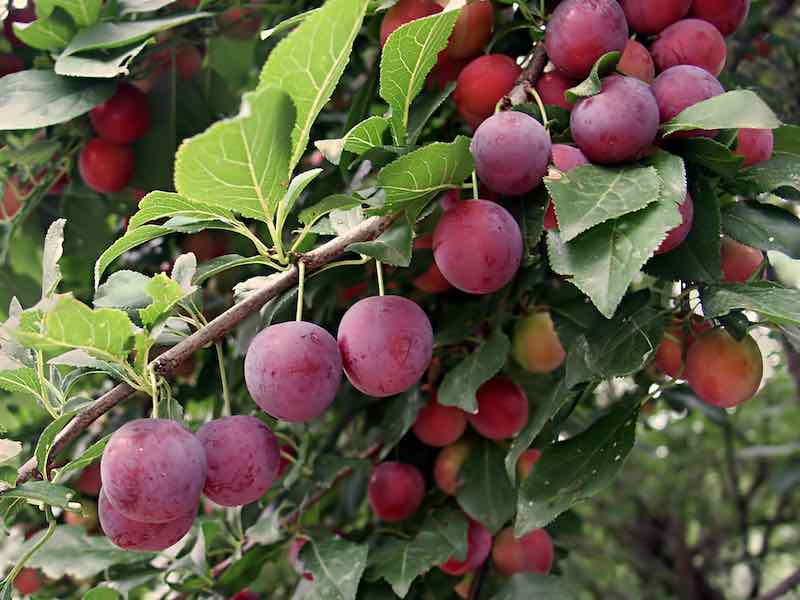 Flatwoods Plum (Prunus umbellata)