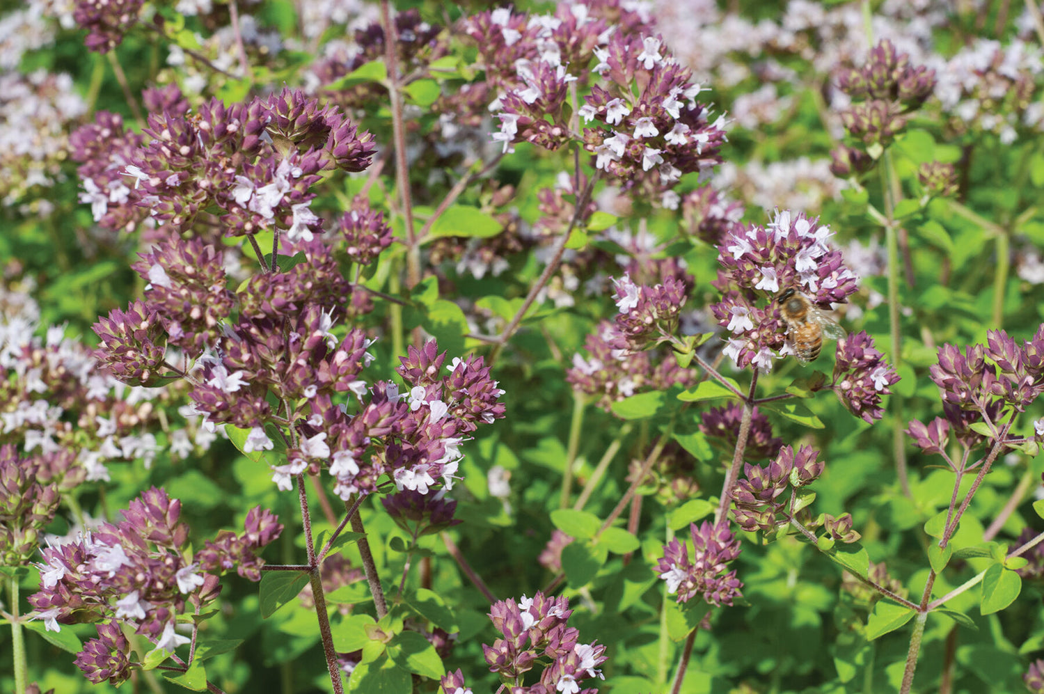 Wild Marjoram Organic Herb Seed