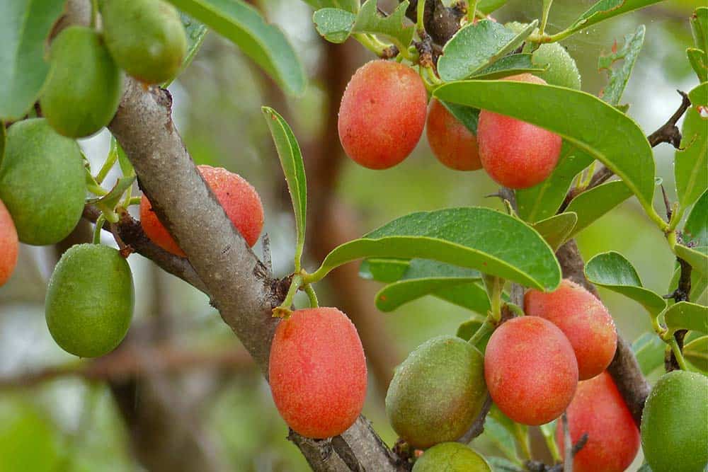 Ximenia (Ximenia caffra / Common Name: Wild Plum, Sour Plum)