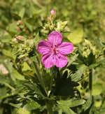Heirloom Non-GMO Geranium viscosissimum Flower Seeds for Planting – Vibrant Garden Blooms Dhara Seeds