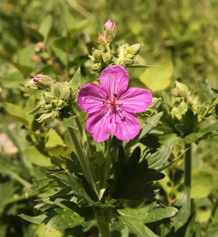 Heirloom Non-GMO Geranium viscosissimum Flower Seeds for Planting – Vibrant Garden Blooms for planting in home garden