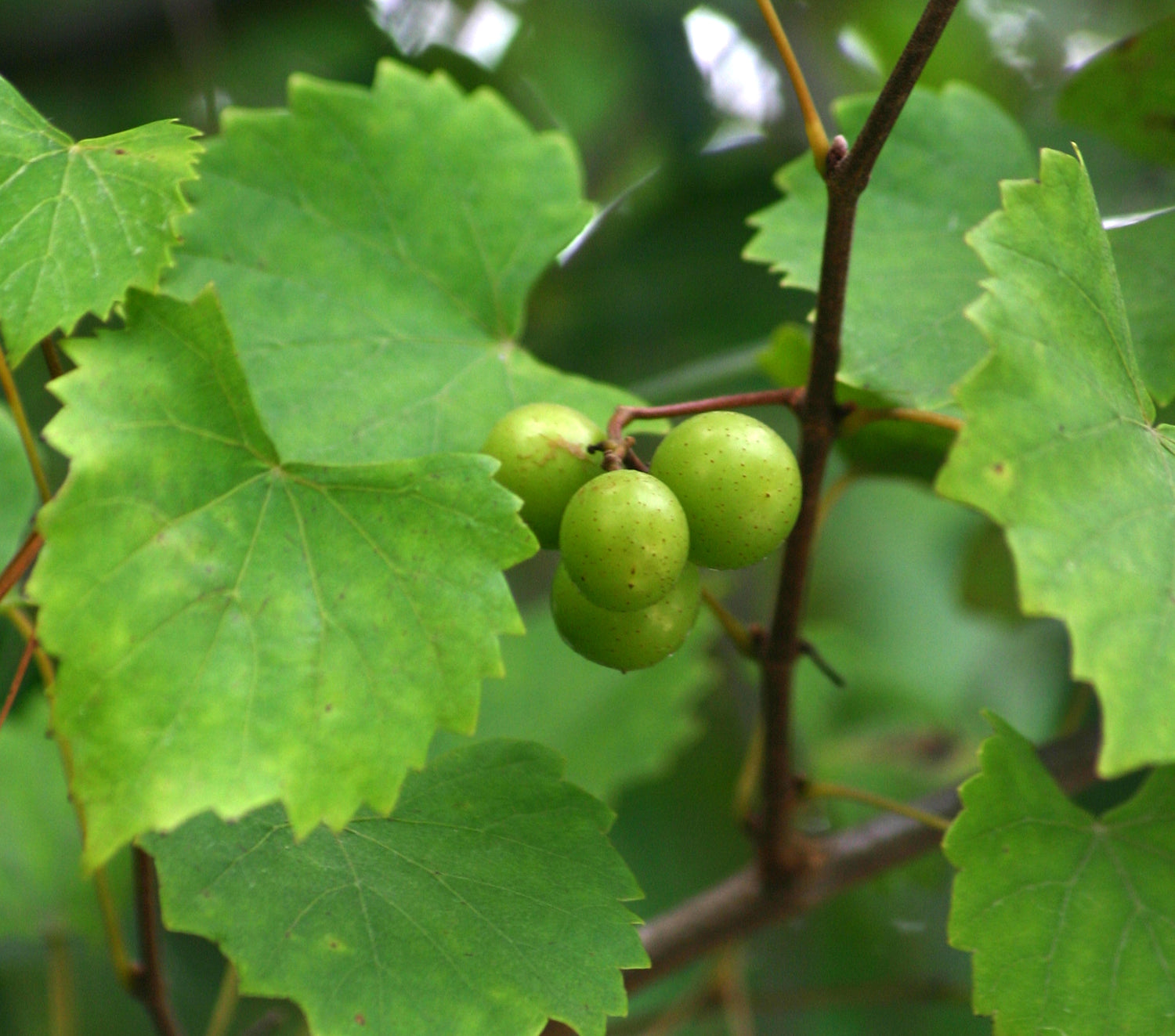 Muscadine Grape (Vitis rotundifolia) Seeds