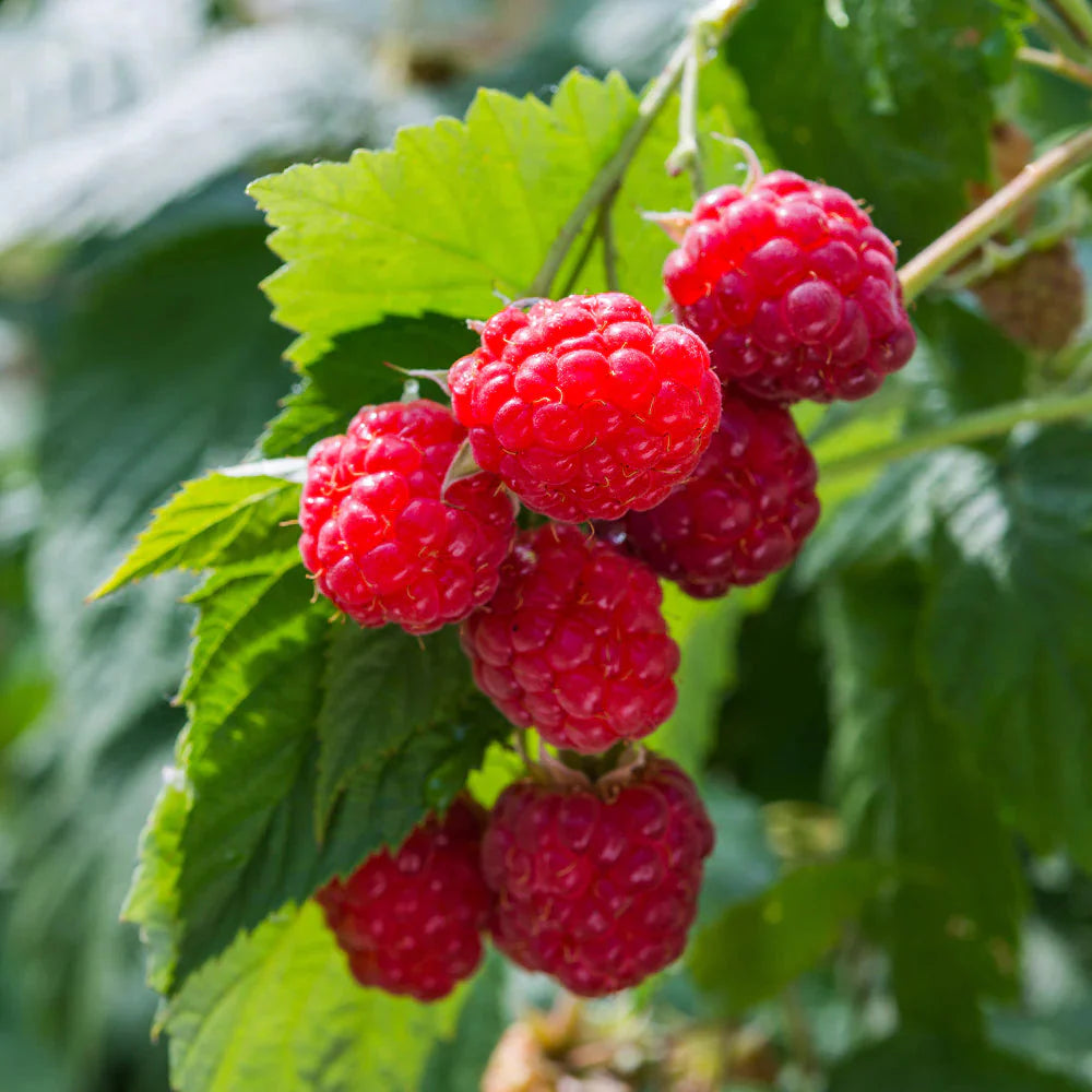 Nova Raspberry Plants