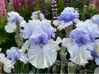 Willamette Mist (Iris) Tall Bearded Iris