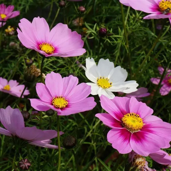 Wind Dislike, Easy To Survive, Beautification Plants And Flower Annual Herb Flower Cosmos heirloom non-gmo organic garden seeds