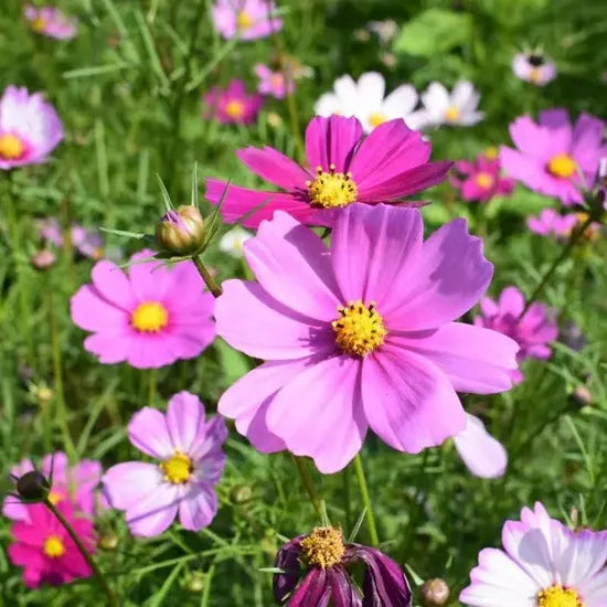 Wind Dislike, Easy To Survive, Beautification Plants And Flower Annual Herb Flower Cosmos – Heirloom, Non-GMO, High Germination Organic Garden Seeds