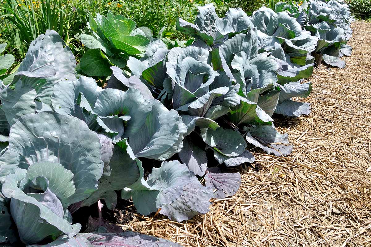 Alfresco Vegetable Seeds for Planting