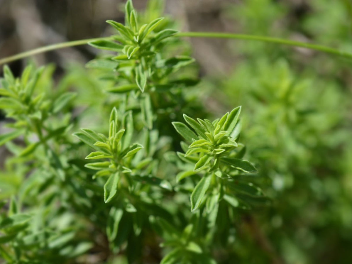 Winter Savory seeds planting guide, drought-tolerant perennial for full sun