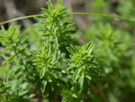 Winter Savory seeds planting guide, drought-tolerant perennial for full sun