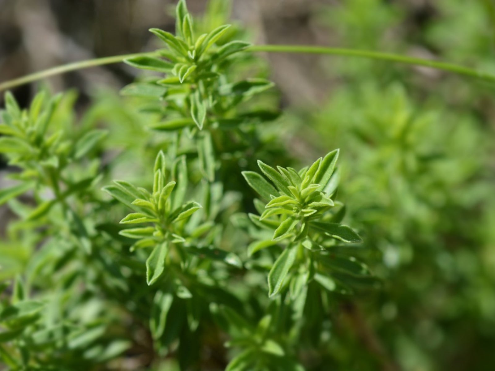 Winter Savory seeds planting guide, drought-tolerant perennial for full sun