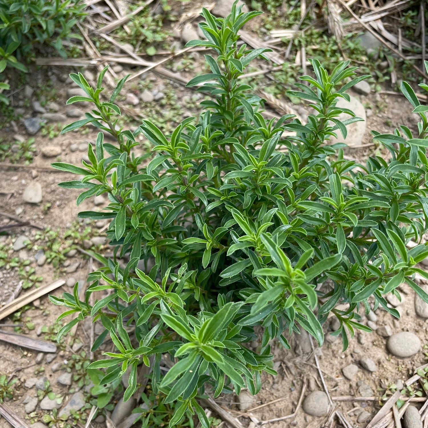 Winter Savory seeds, Satureja montana perennial herb for year-round harvest