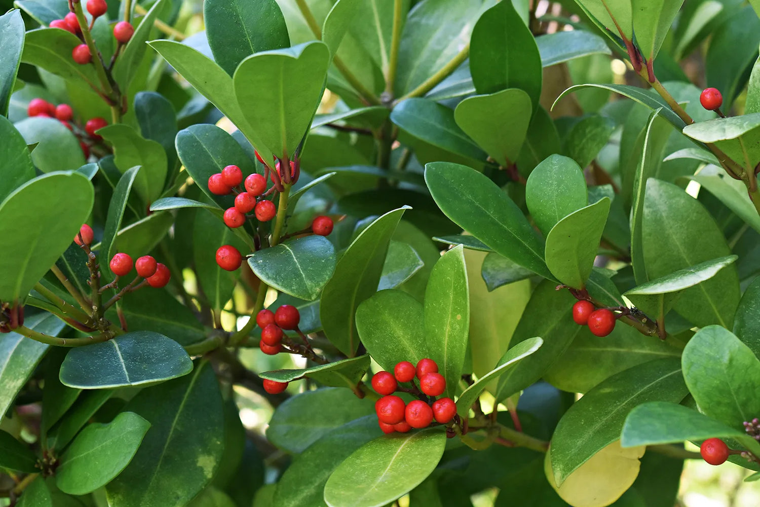 Green Gaultheria Seeds for Planting