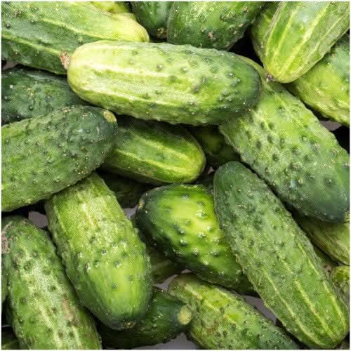 Cucumber Viskonsin Cucumis sativus vegetable seeds for planting in vertical garden or kitchen garden