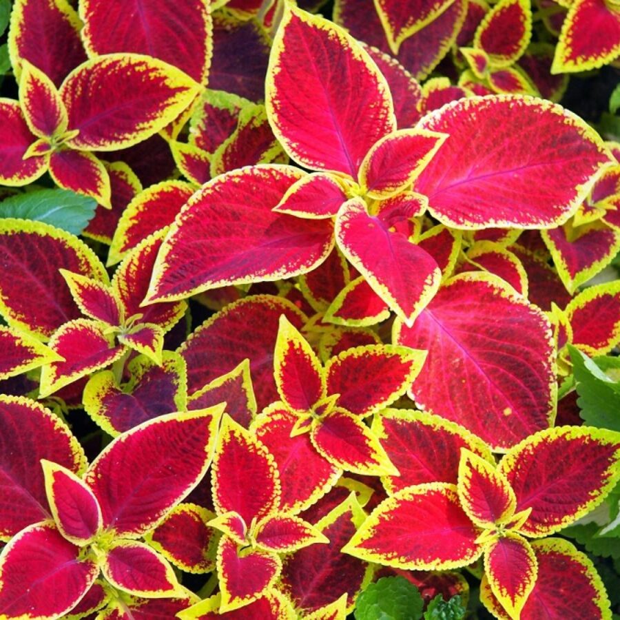 Wizard Scarlet Coleus plants used in a beautiful, colorful mixed container planting.