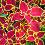 Wizard Scarlet Coleus plants used in a beautiful, colorful mixed container planting.
