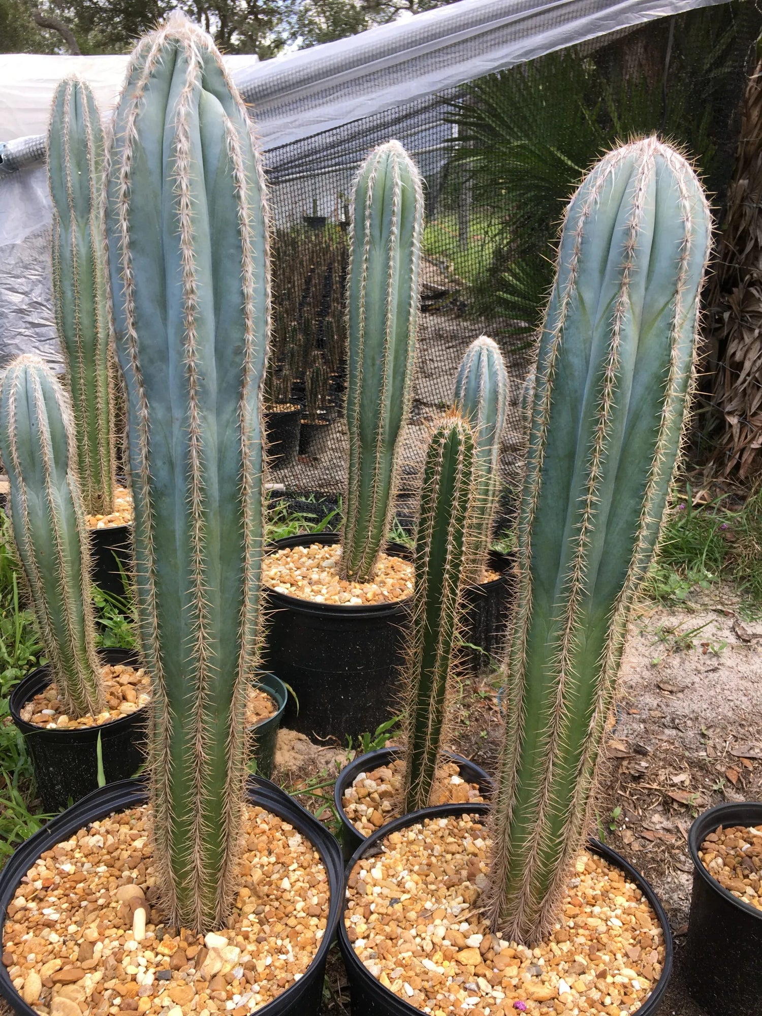 Organic Blue Pilosocereus Plant Seeds for Planting – Heirloom, Non-GMO