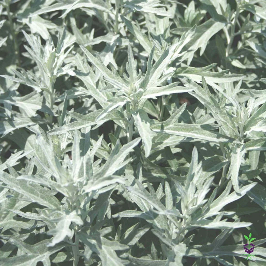Wormwood seeds, Artemisia absinthium perennial herb for planting in gardens