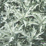 Wormwood seeds, Artemisia absinthium perennial herb for planting in gardens