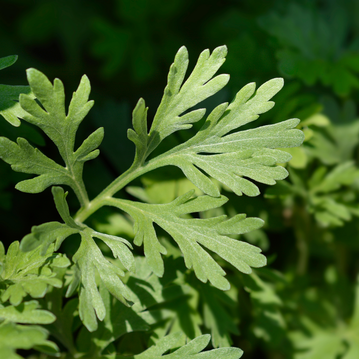 Wormwood seeds, natural pest repellent and moth-deterrent herb for home use