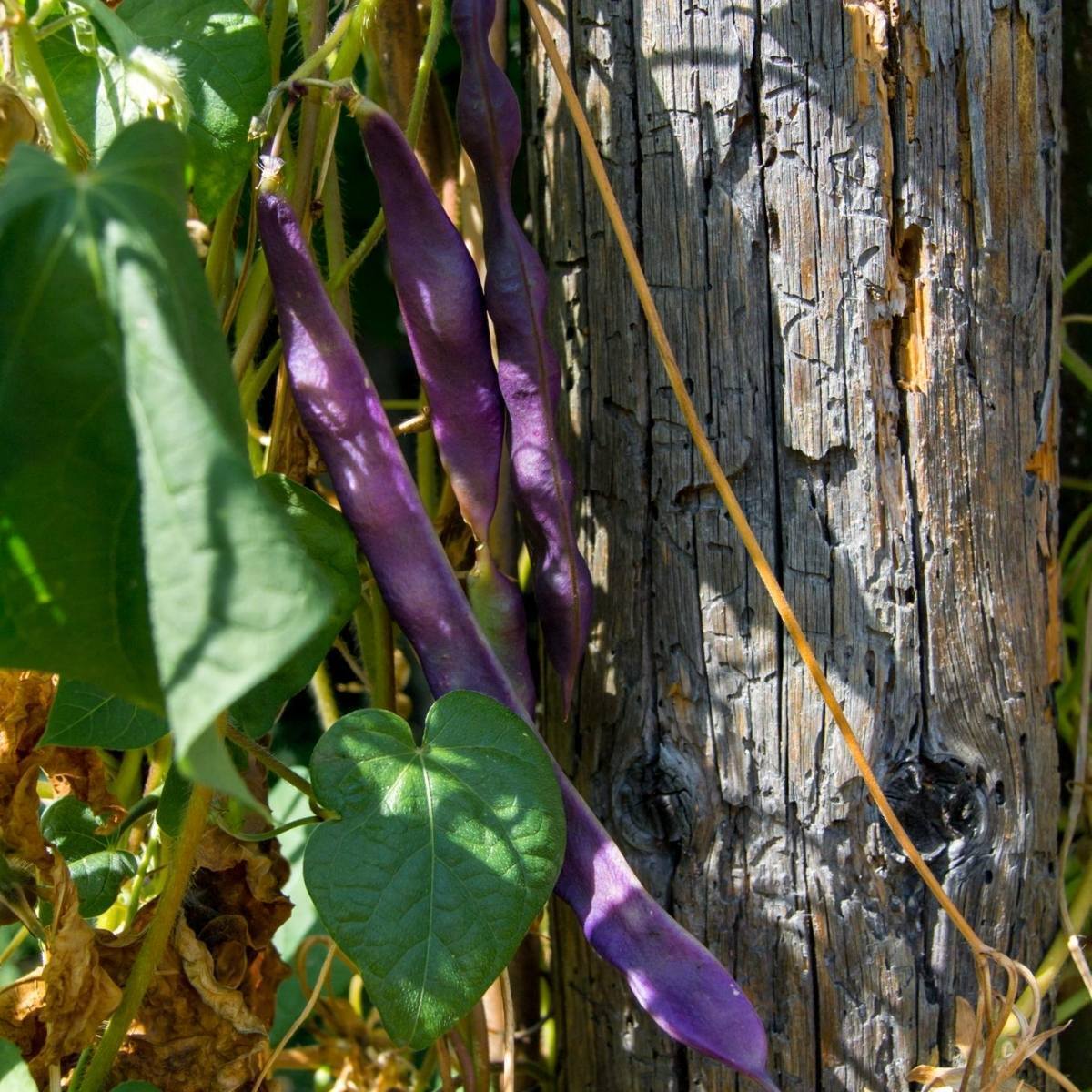 Purple King Climbing Bean Seeds