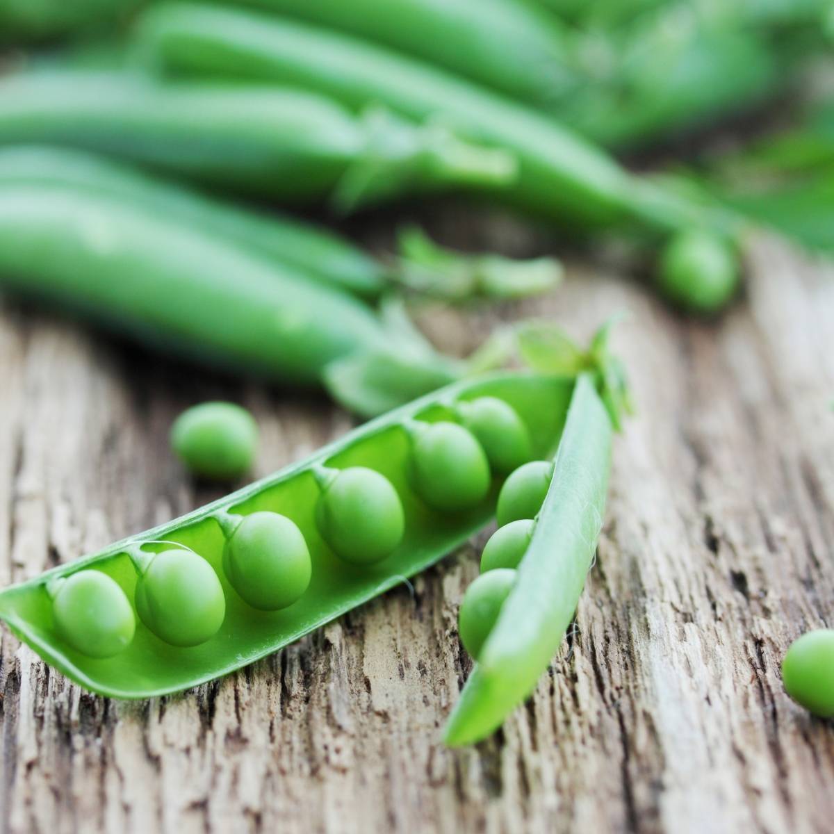 Greenfeast Shelling Pea Seeds