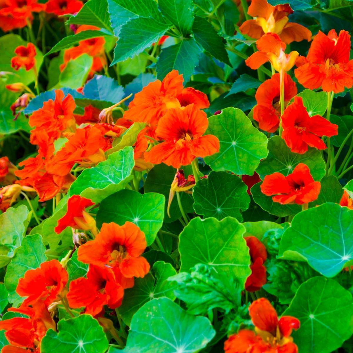 Nasturtium Seeds