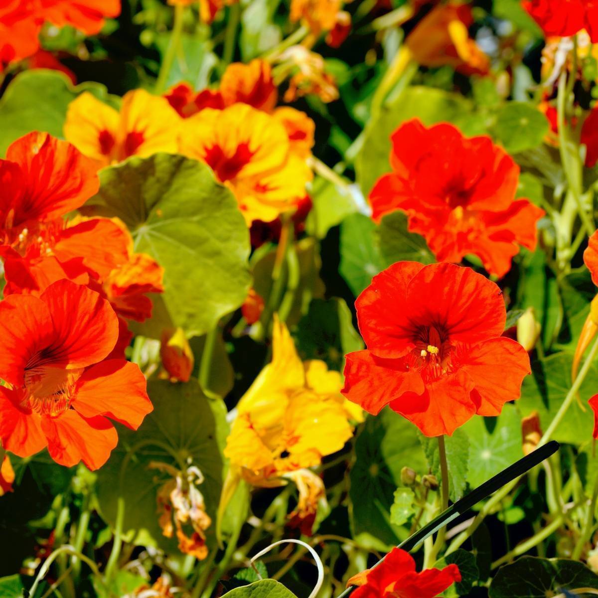 Nasturtium Jewel Mix Seeds