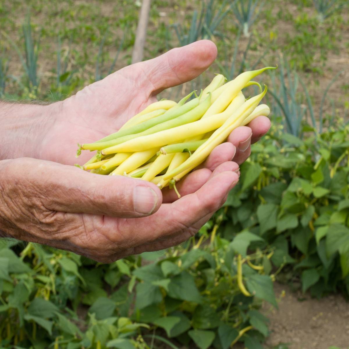 Cherokee Wax Bush Bean Seeds